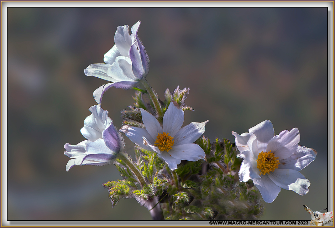 ANEMONES